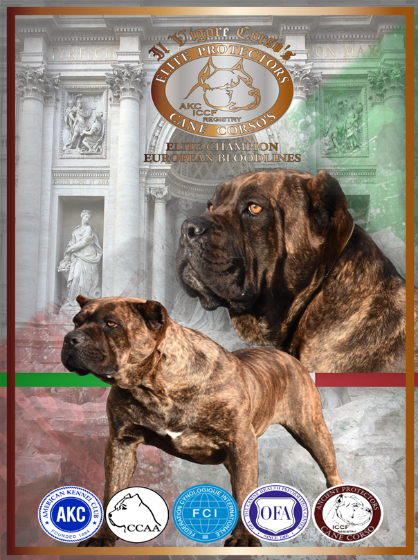 Illinois Cane Corso Breeder Il Vigore